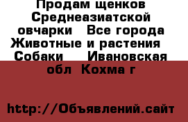 Продам щенков Среднеазиатской овчарки - Все города Животные и растения » Собаки   . Ивановская обл.,Кохма г.
